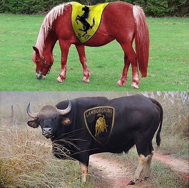 What's your preference?
#Ferrari
#Lamborghini
#Stallion
#Bull