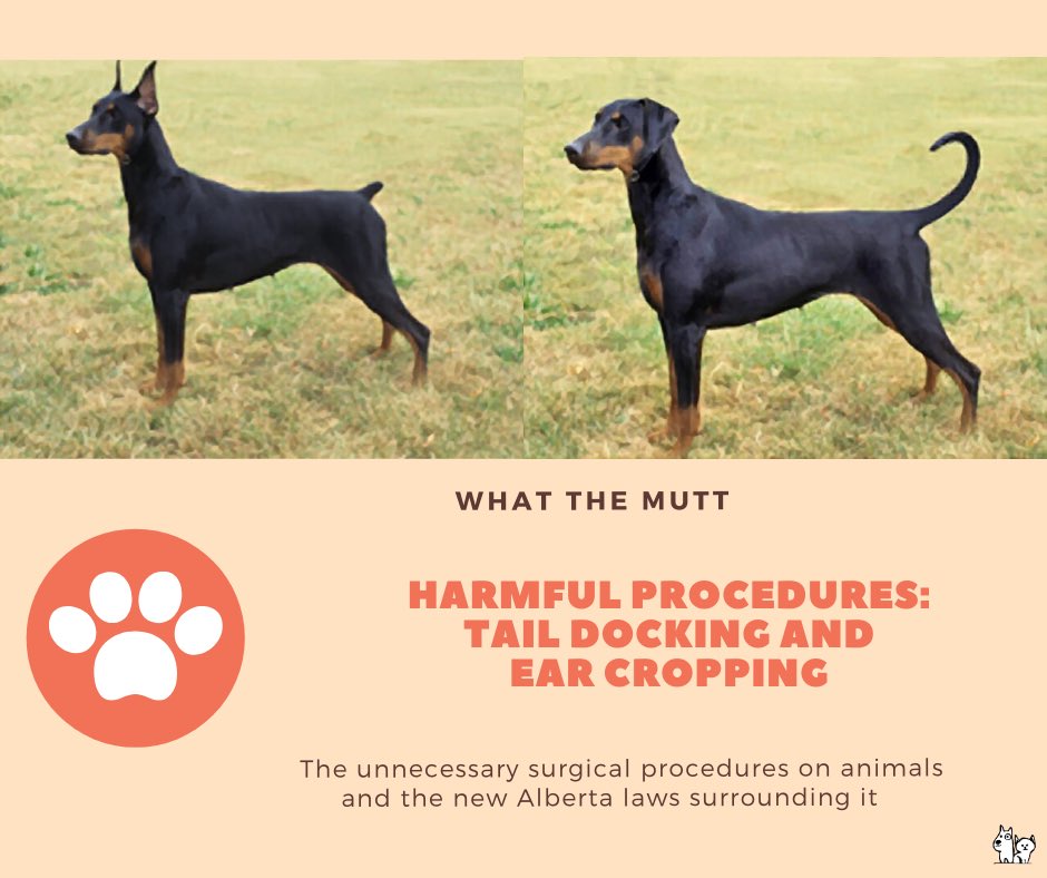 whatthemutt_'s tweet photo. Read our latest blog post to learn more about Tail Docking and Ear Clipping, and the laws surrounding it in Alberta by clicking the link below. 🐶

https://t.co/br5x3nnJL5

#aarcs #donate #yyc #makeadifference https://t.co/X1tcjm8fVh