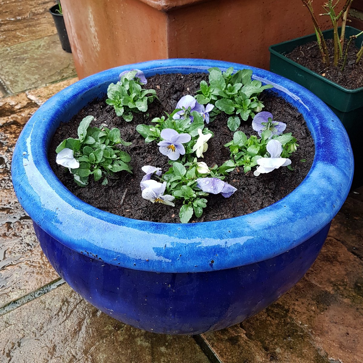 GardenerGregthe's tweet photo. Out with the old, in with the new 😎
Viola 'yesterday, today and tomorrow' #SpringPots #Patio #SundayMotivation #gregsgardens https://t.co/1JrYcSWhe5