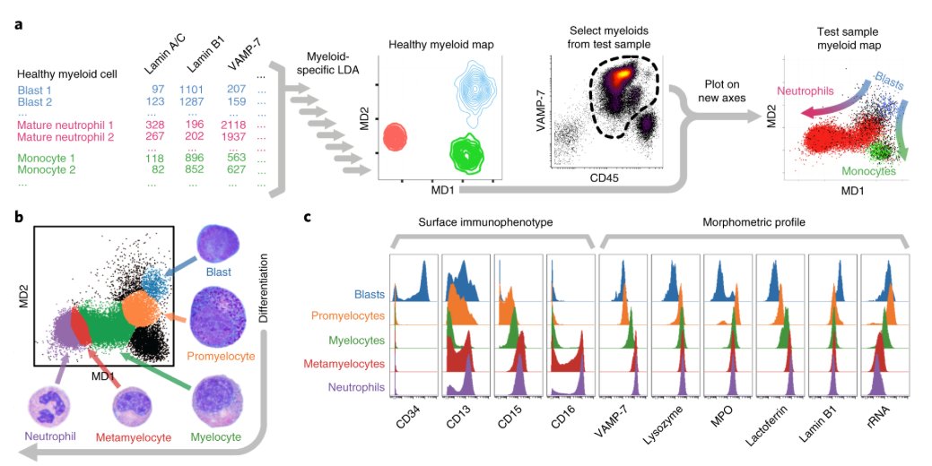 mmw_lmw's tweet photo. Multiplexed #SingleCell_Morphometry | Maps for hematopathology diagnostics | Sean Bendall @Stanford @NatureMedicine https://t.co/oJMoAylEnV https://t.co/AWsUCd19Vx