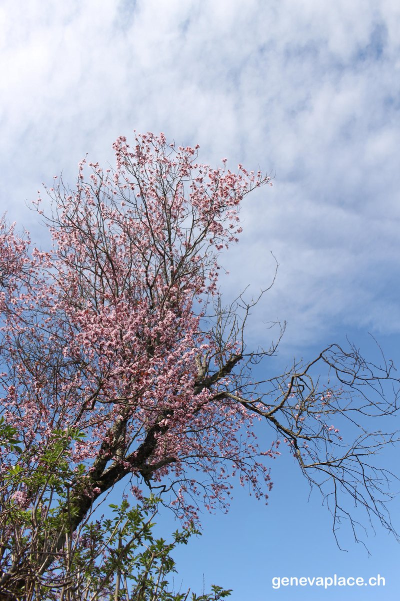 genevaplacech's tweet photo. Jussy, une idée de printemps?!
#Geneva #Jussy #Switzerland #campagne #visitgeneva #posttenebralux https://t.co/ovJzB2ApeT