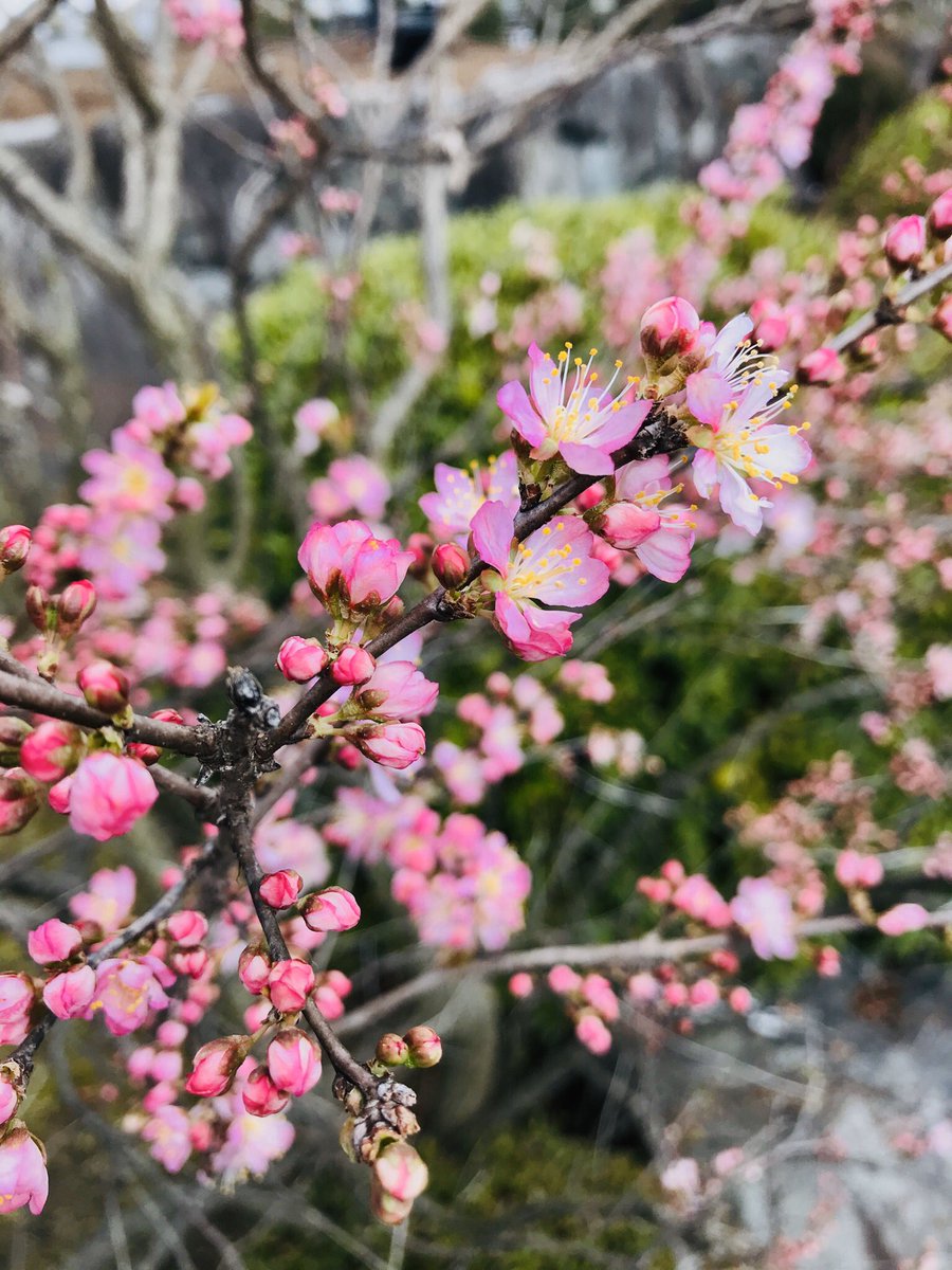 「京都、東寺の梅。「梅は百花のさきがけ」というけど、どんな花より先に咲いて春を告げ」|ナカムラクニオ Kunio Nakamuraのイラスト