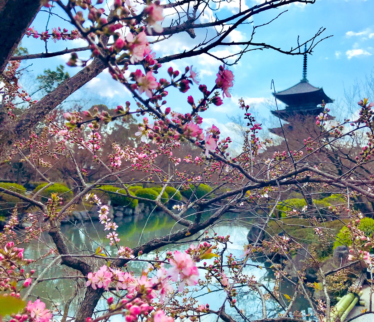 「京都、東寺の梅。「梅は百花のさきがけ」というけど、どんな花より先に咲いて春を告げ」|ナカムラクニオ Kunio Nakamuraのイラスト