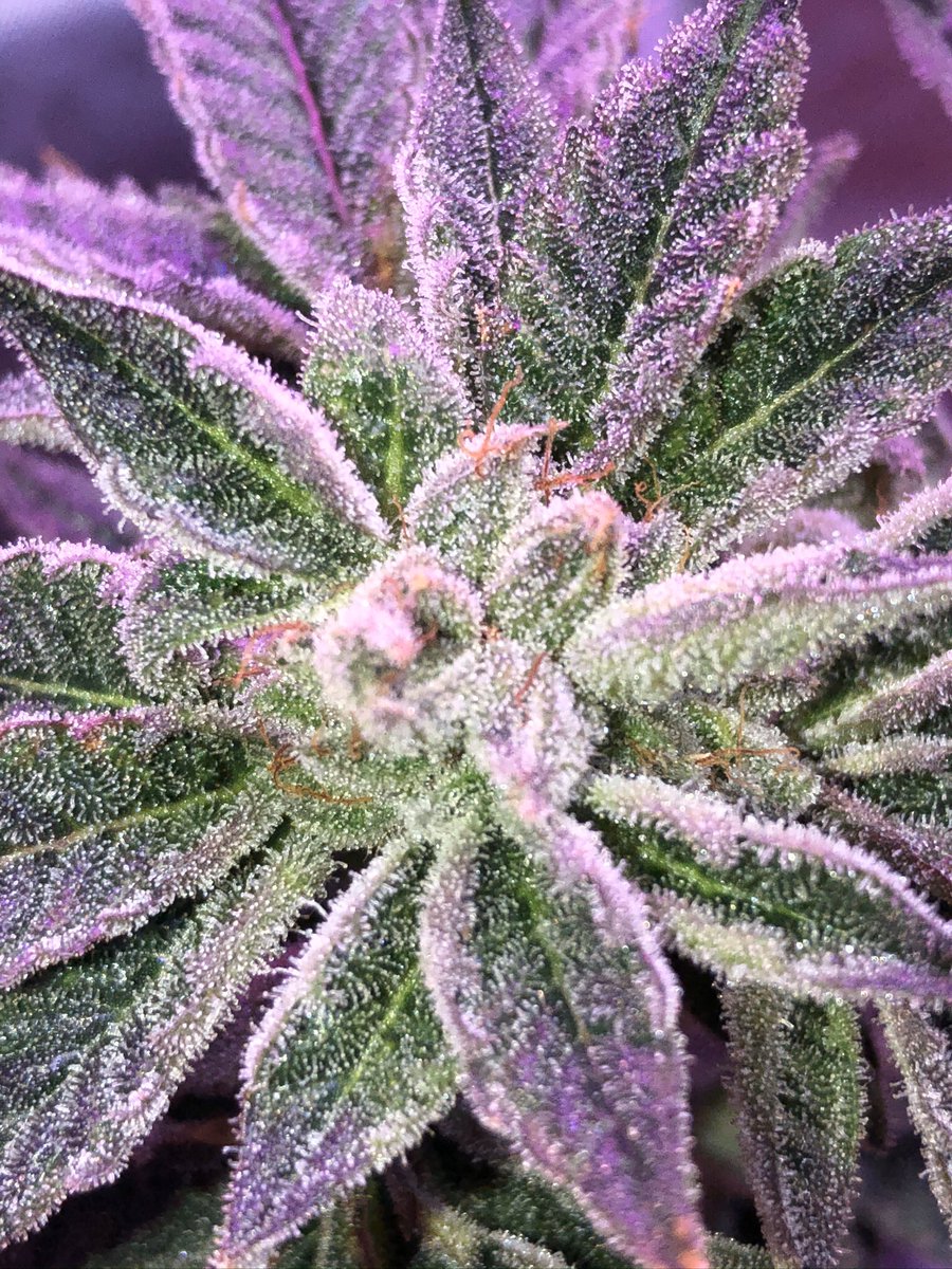 Umbra_TheMonk's tweet photo. Life’s gravy when you grow that Mani! 🔥🔥🔥🔥🔥
#NoFiltersJustFire #ImJustGettingWarmedUp #SpaceManGenetics #LetsGrow https://t.co/Lthp8fbnDL
