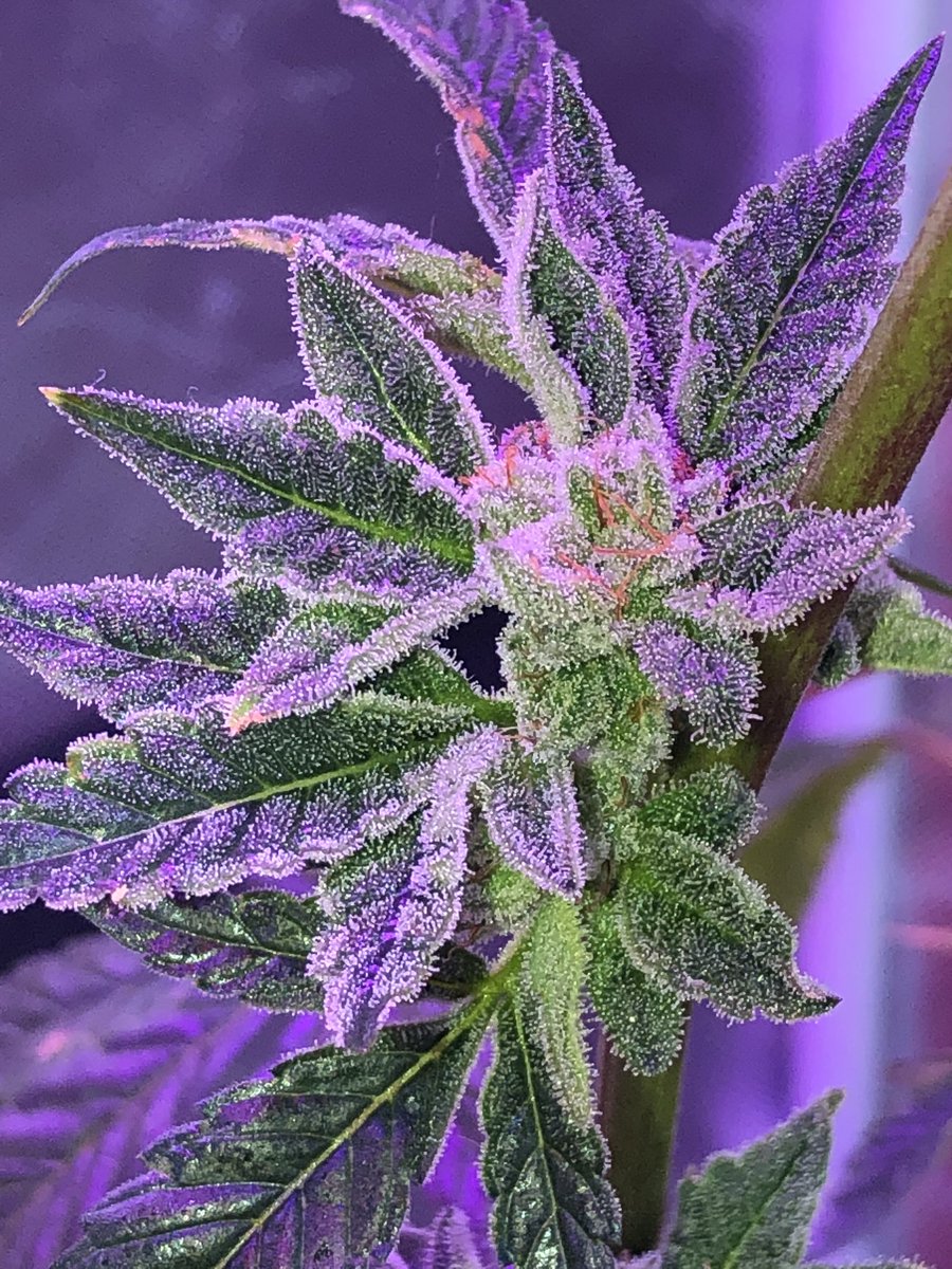 Umbra_TheMonk's tweet photo. Life’s gravy when you grow that Mani! 🔥🔥🔥🔥🔥
#NoFiltersJustFire #ImJustGettingWarmedUp #SpaceManGenetics #LetsGrow https://t.co/Lthp8fbnDL