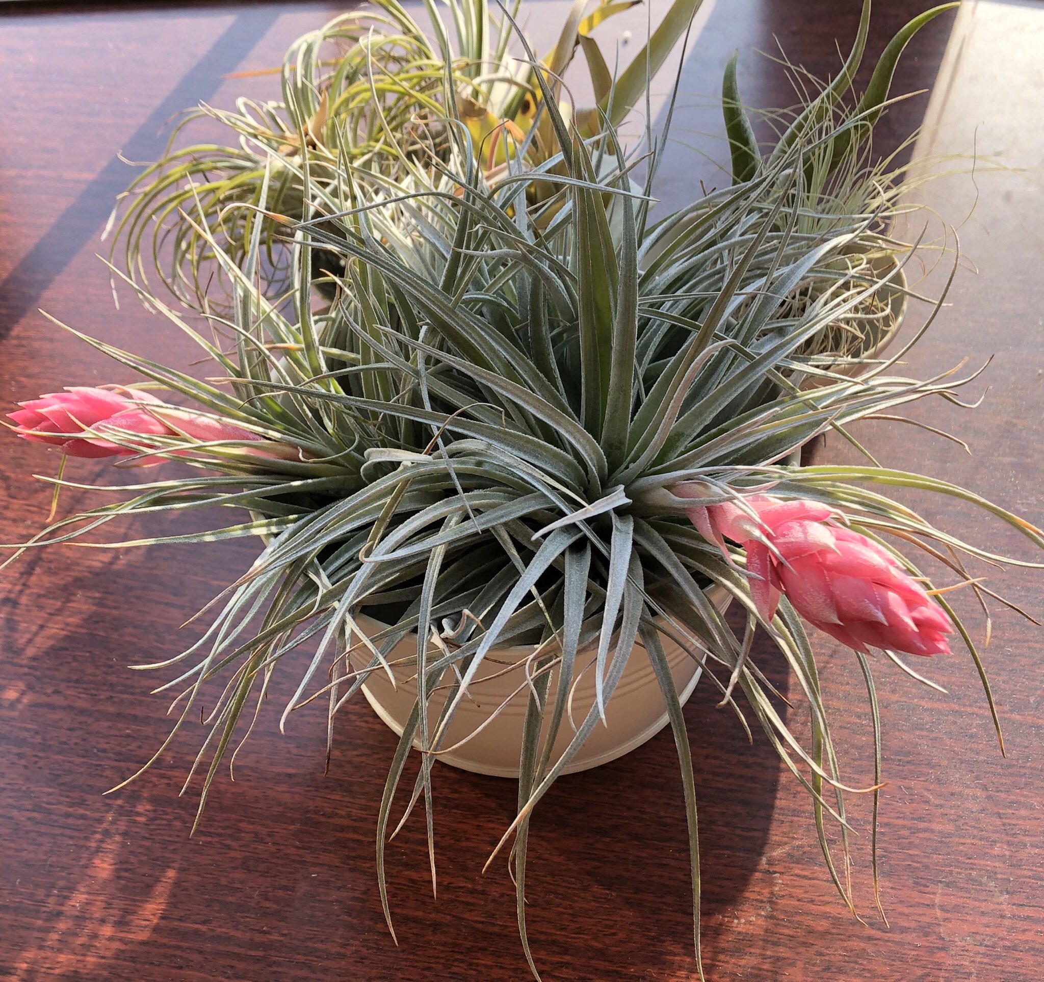 郁 コットンキャンディに花が咲いた 昨春から育て始めたチランジアは 温度や水遣りの最適化が出来てないから葉先がチリチリで色も悪い それで花を咲かせてしまったので やや不安 T Co Arqgqh4gb7 Twitter