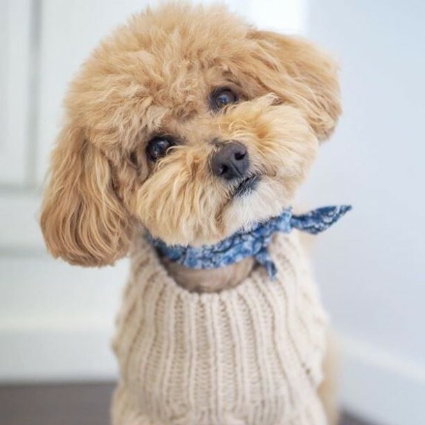 iodogs's tweet photo. With a face like this you're always camera ready ๐ธโ
*โ โ
*โ โ
*โ โ
#iodogs #dog #dogs_of_instagram #petstagram #dogsofinstagram #ilovemydog #instagramdogs #dogstagram #dogoftheday #lovedogs #instadog #healthydog ๐ธ by @charliethehotdiggitydog https://t.co/SxrkNpuy3g https://t.co/EBf3tKfN7K