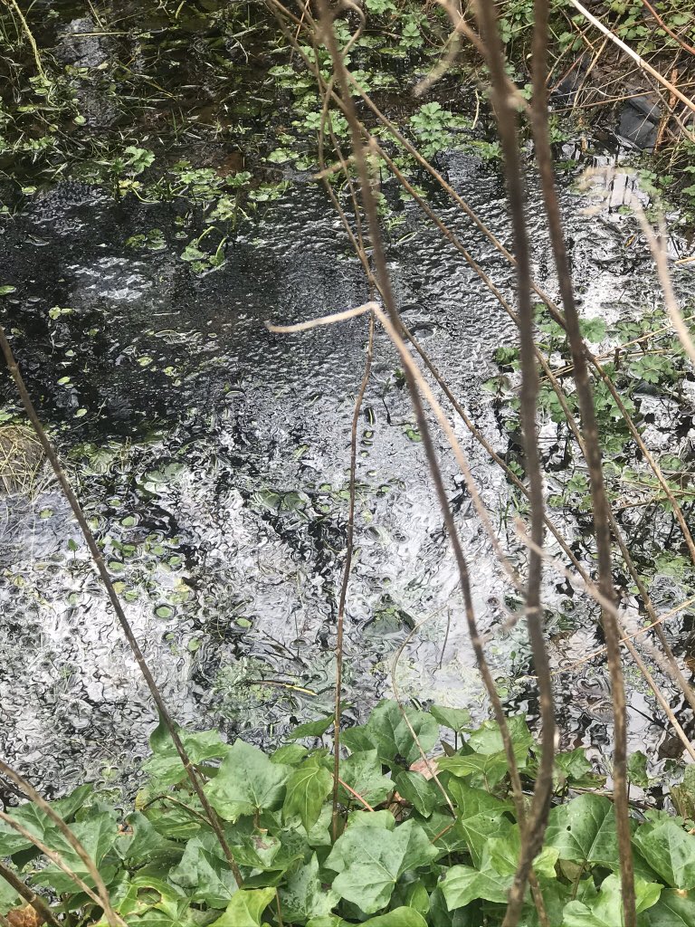 mrsccox95's tweet photo. @cofnod we have lots of frog spawn in our pond @garntegprimary #bigspawncount https://t.co/Vb5KcII3CI