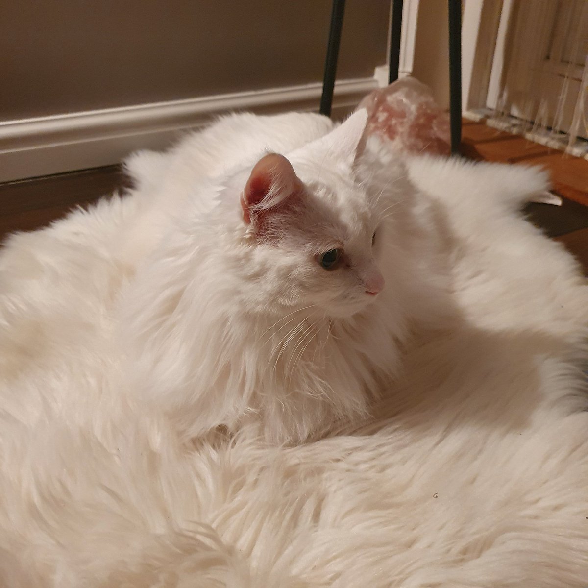 lisakarina's tweet photo. When real fur and fake fur blend in. #designercat #funphotoshoot #ikblijfthuis https://t.co/j1uTCt3gZQ