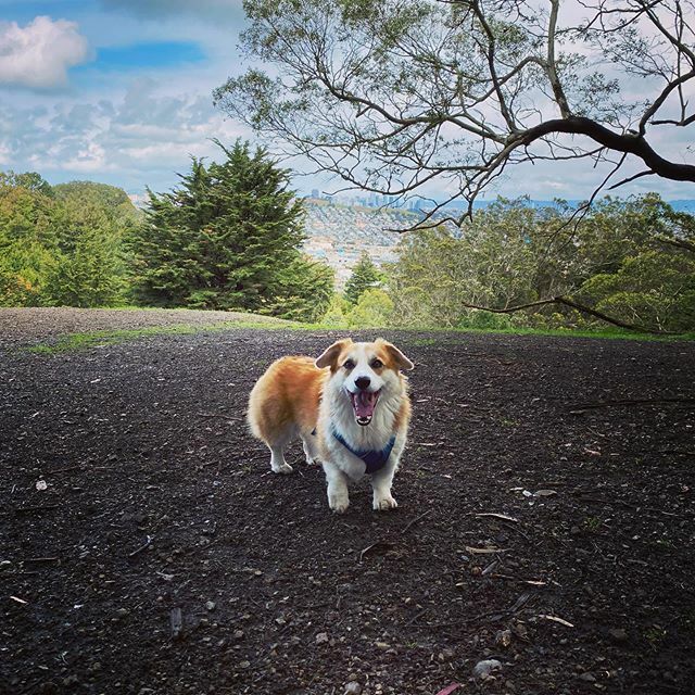 pancakescorgi's tweet photo. Practicing my best #socialdistancing. Stay safe furriends! 🐶
.
.
.
.
.
#selfquarantine #sundayfunday #sundayvibes
#corgisofinstagram #corgi #corgination #dogsofinstagram #corgisofinstagram #corgi #corgination #dogsofinstagram #hayesvalleycorgi #corgisofinsta #corgis #corgic… https://t.co/Anyh6gjlq5