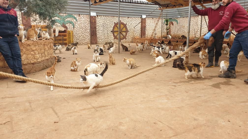 SyrianSanctuary's tweet photo. Men versus cats 🐈🤪
Who’s will be the winner ? https://t.co/9W4lc5ov84