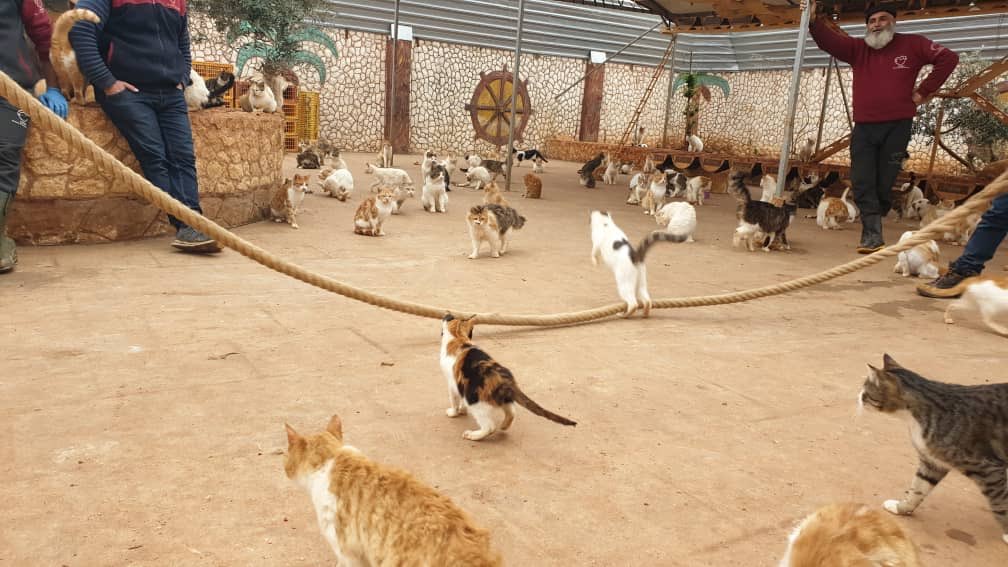 SyrianSanctuary's tweet photo. Men versus cats 🐈🤪
Who’s will be the winner ? https://t.co/9W4lc5ov84