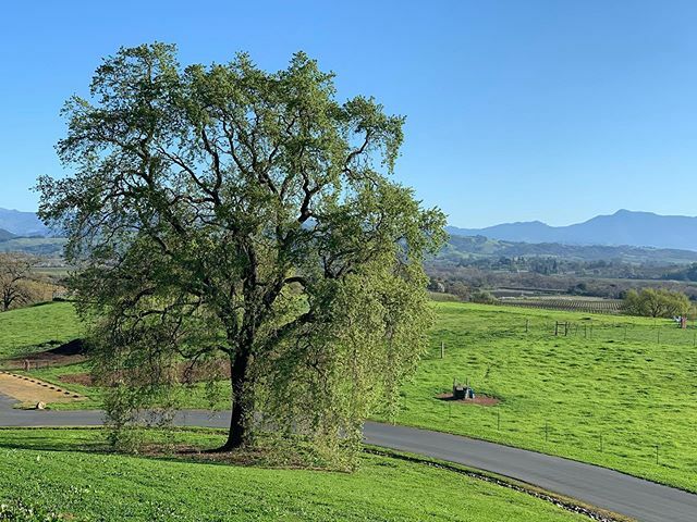 wynnewin's tweet photo. Dear #SonomaCounty: I 💚 you. https://t.co/UAGVCkbD9w https://t.co/txvEg4SgnQ