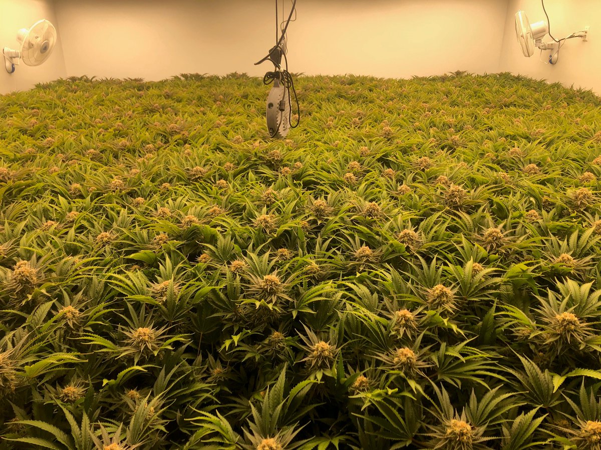 40Cannabis's tweet image. Help Wanted - Need trimmers willing to locate to the end of the road in  north Sask. Own RV an asset or be willing to sleep on cots. Must have the desire to sever all ties with the outside world. TP and benefits included. Preference given to those who like wild game and fish.