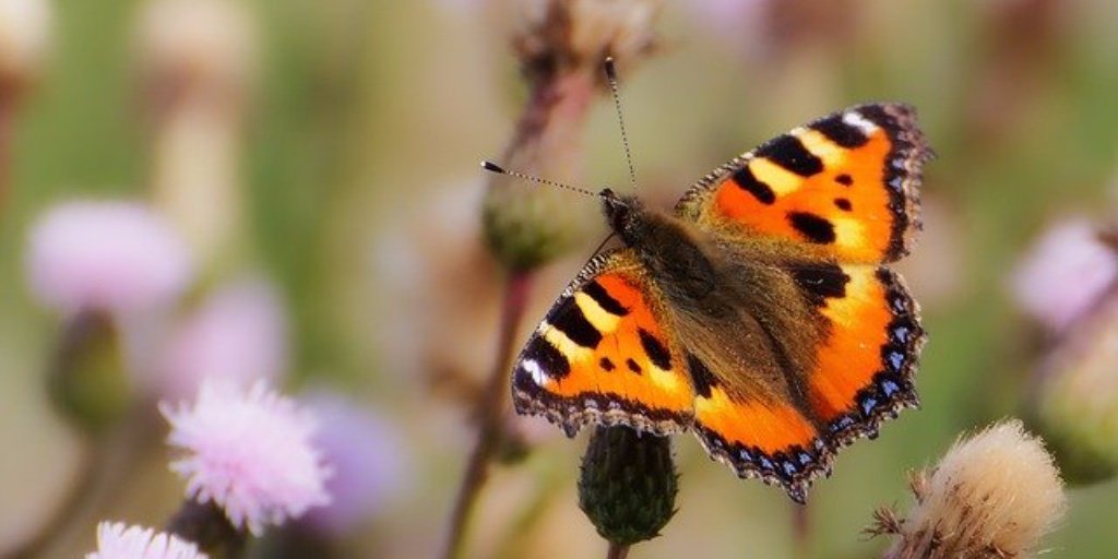 MucellaSaler's tweet image. DÜNYA&apos;YI UZAKTAN SESSİZCE İZLEYENLER VAR #YANGIN LARLA ÖZGÜRLÜKLERİNİ  ELİNDEN ALDIĞIMIZ #KUŞLAR, #BÖCEKLER #KELEBEKLER ŞİMDİ ONLAR DAHA #SESSİZ İZLİYORLAR  #coronawirus #CoronaViruesue  @TCTarim #coronaitalia  #NaturalBeauty #insect #butterfly #FireForce #forest #Bird #nature