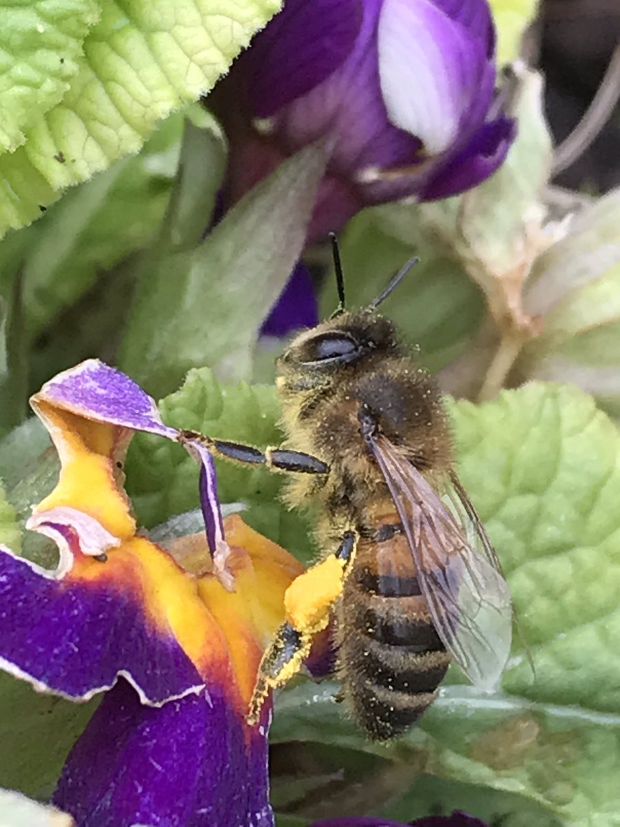 MucellaSaler's tweet image. DÜNYA&apos;YI UZAKTAN SESSİZCE İZLEYENLER VAR #YANGIN LARLA ÖZGÜRLÜKLERİNİ  ELİNDEN ALDIĞIMIZ #KUŞLAR, #BÖCEKLER #KELEBEKLER ŞİMDİ ONLAR DAHA #SESSİZ İZLİYORLAR  #coronawirus #CoronaViruesue  @TCTarim #coronaitalia  #NaturalBeauty #insect #butterfly #FireForce #forest #Bird #nature