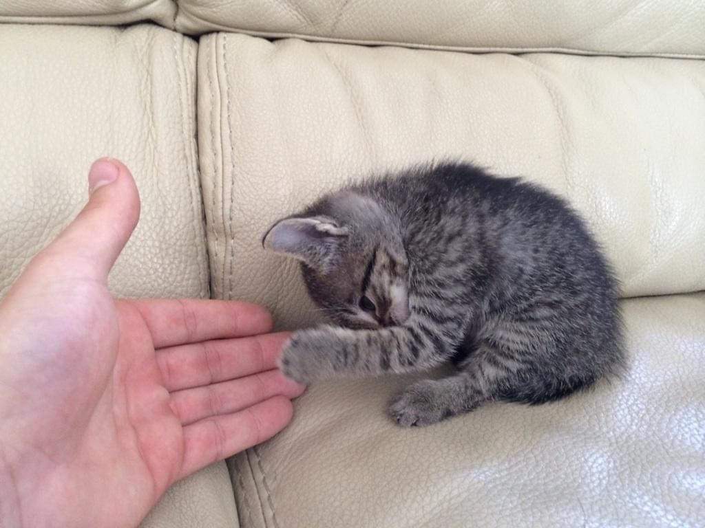 chda7777's tweet photo. How cute is this โฅ๏ธ๐ฑ๐ป #CatHighFive #Adorable https://t.co/wkEL79tDT3