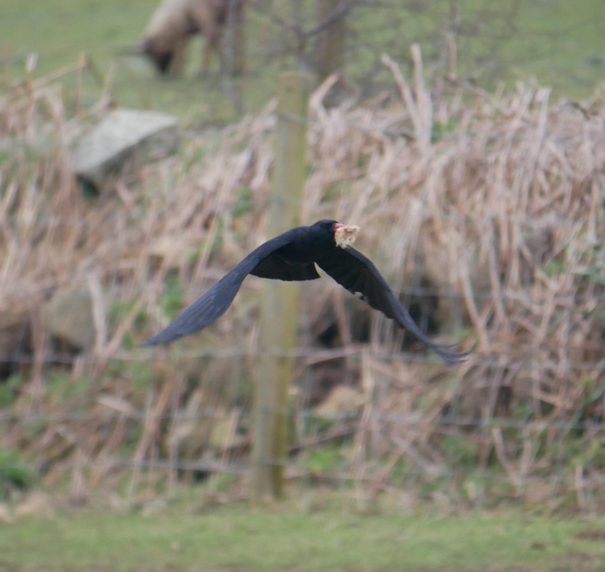 BirdsOnTheEdge's tweet photo. Cheery bit of news for a change. Jersey's #choughs are lining their nests with wool. Could this mean Easter chicks?! @Corry_Liz @DurrellWildlife #wildaboutjersey #birdsontheedge #jerseyci https://t.co/O1KVzVkaw8