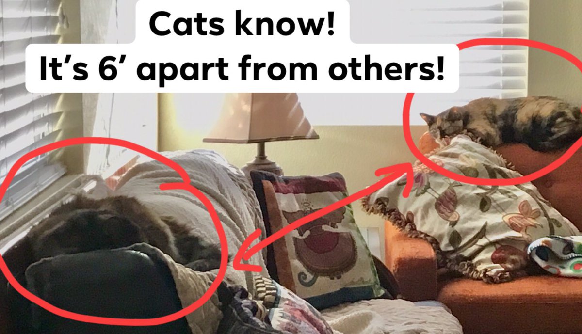 WorkingWman's tweet photo. @1IronMan2O2O Be like cats! They’re professionals at #SocialDistancing.
Don’t be like #DevinTheMenace or #CoronaKatie!
#CoronaVirusUpdates #COVIDー19 #pandemic https://t.co/dmcOq5ecq5