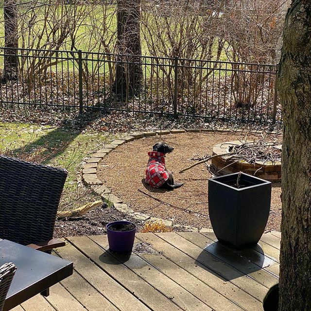 sparky003's tweet photo. Parker-Joe enjoying some 🌞! https://t.co/YePHek8hYP https://t.co/SeP4KaoKpH