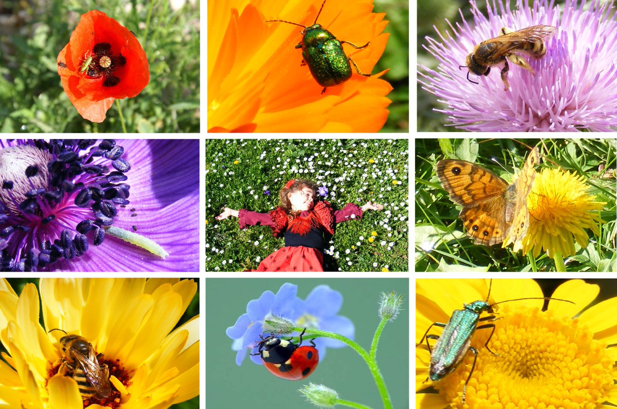 PlantesO's tweet photo. J-6 avant le printemps et l'ouverture officielle de notre réserve naturelle participative en Occitanie !!
Si vous voulez les voir revenir dans votre jardin, préparez-vous à passer un peu moins la tondeuse !  ✌️🌺🐝🌸
https://t.co/eMIuB5y3Xm https://t.co/4Jc1XuzUU9