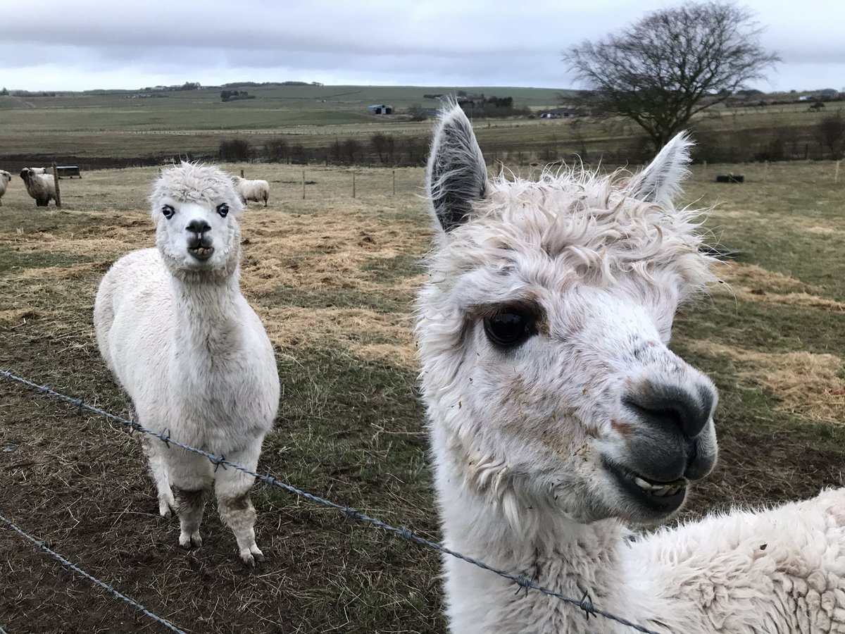 windfoldfarm's tweet photo. Like to welcome our two newest arrivals to Windfold Farm, everyone meet Snow Flake and Helana who are both female alpacas that will soon be mating with our own Spike! 

Hopefully they settle in well over these next few days and in 11 months we have wee baby alpacas or Cria’s 😁🦙 https://t.co/eJxwu7CMza