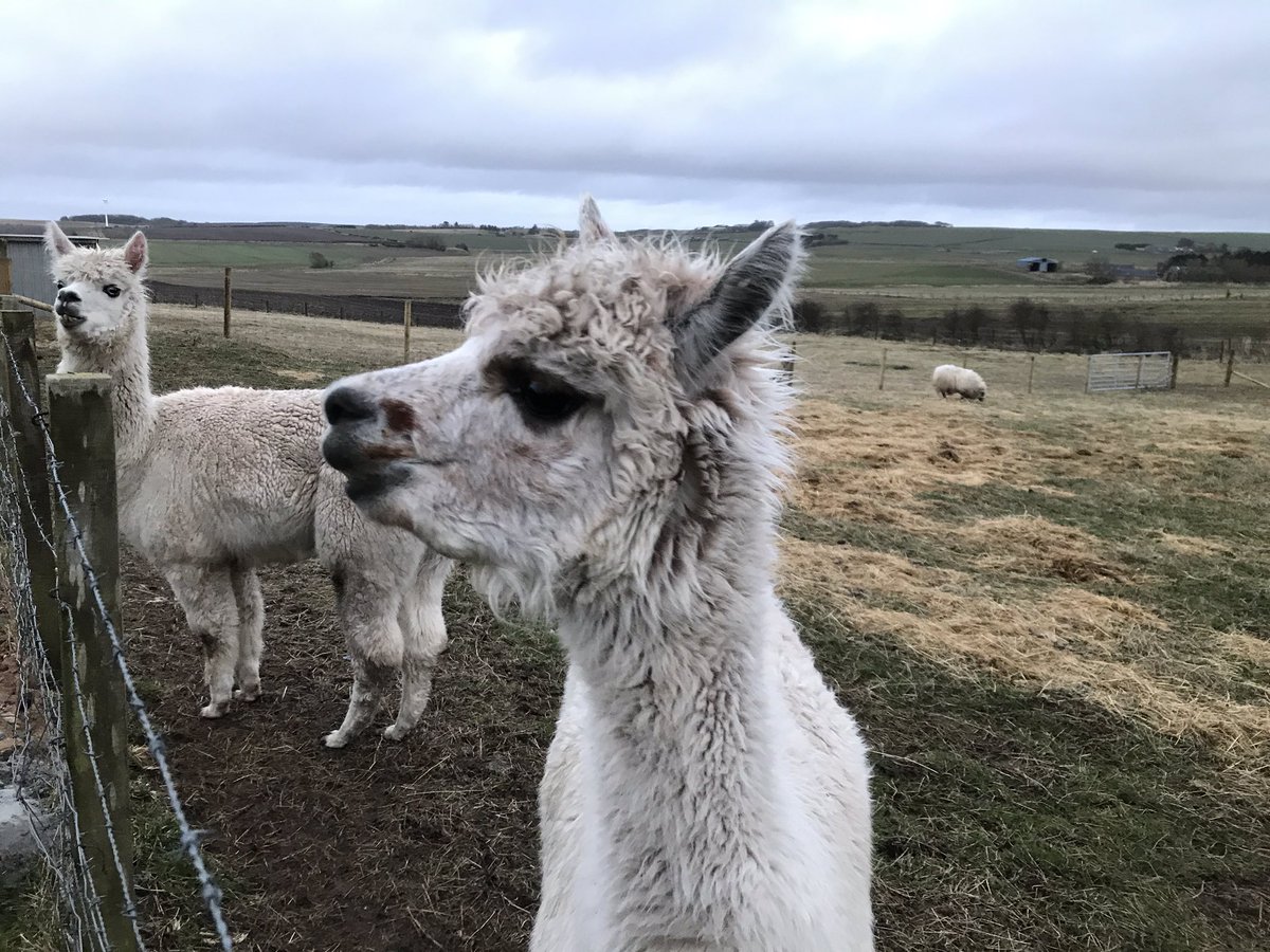 windfoldfarm's tweet photo. Like to welcome our two newest arrivals to Windfold Farm, everyone meet Snow Flake and Helana who are both female alpacas that will soon be mating with our own Spike! 

Hopefully they settle in well over these next few days and in 11 months we have wee baby alpacas or Cria’s 😁🦙 https://t.co/eJxwu7CMza