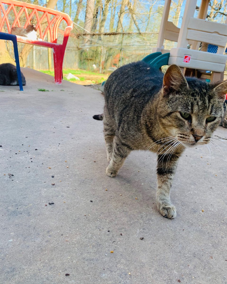 CedarhillAnimal's tweet photo. Jack is looking for his treats today!   Everyday at 2:30 we give our cats dry cat treats and they all begin to gather outside on the patio waiting.  Jack is usually the first to start waiting and meowing for his treats #sweetjack #catsofcedarhill https://t.co/mEs2qi8wwy