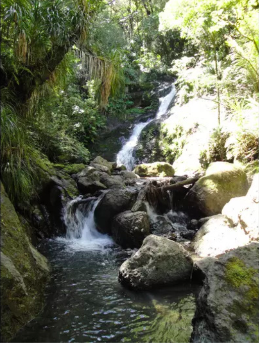 FootprintsNZ's tweet photo. Experience the affinity that early Maori had with the forest and the deep spiritual respect they hold for the giants still growing there. Learn of the rich bird life and other fauna of the forest and witness the transitions of life and day into night. 🌳🌲 https://t.co/c7VFgScyl7 https://t.co/iPm26HUMYl