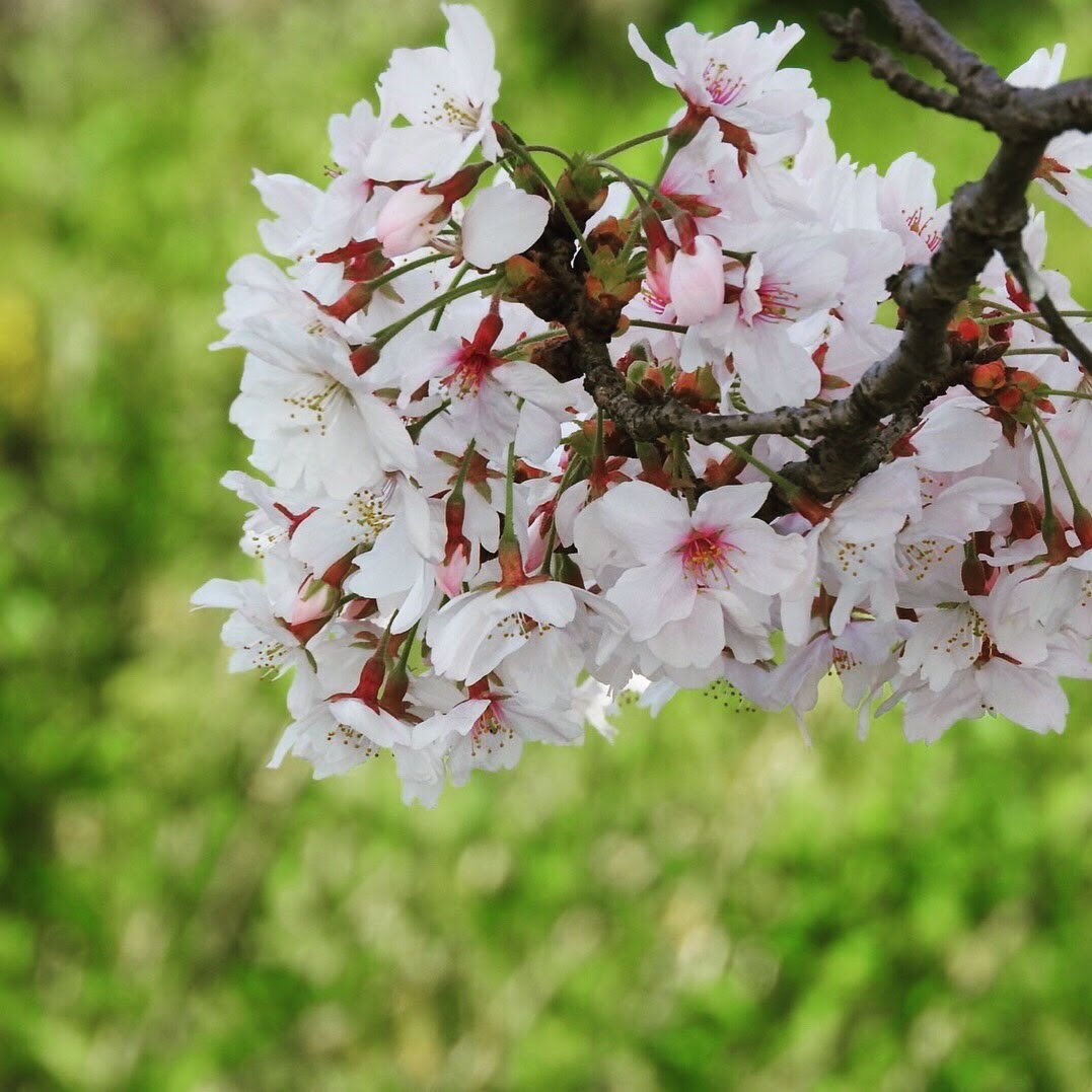 yamazaki572's tweet photo. #TLを花でいっぱいにしよう https://t.co/poNr8R8ud5