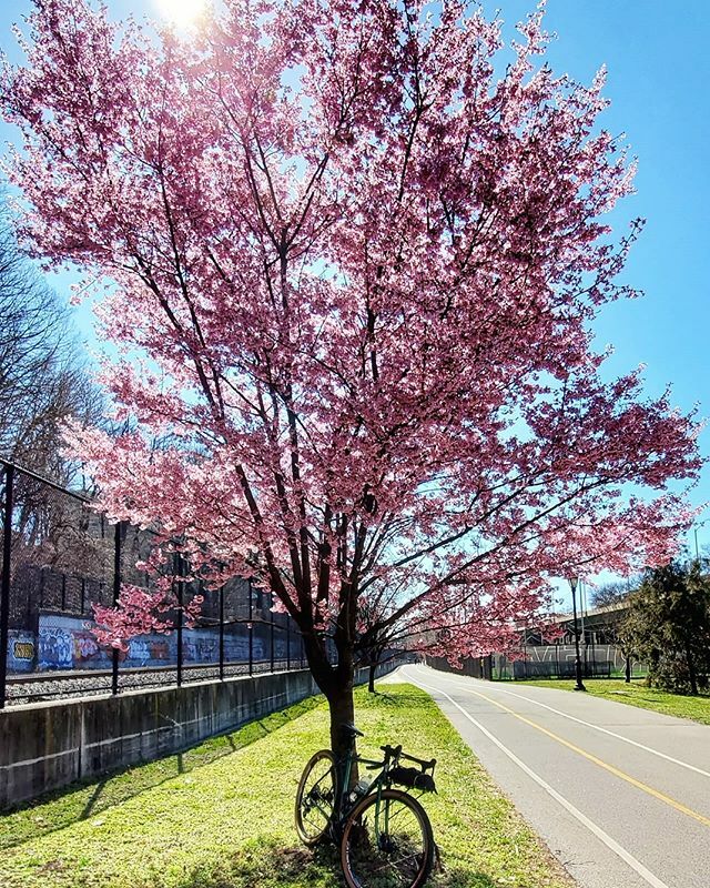 sidsbikes's tweet photo. Pretty nice out!
.
.
#NYC #spring #bike #bicycle #velo #bici #bicicleta https://t.co/FFsXaY2k1o https://t.co/ky4spNzfMn