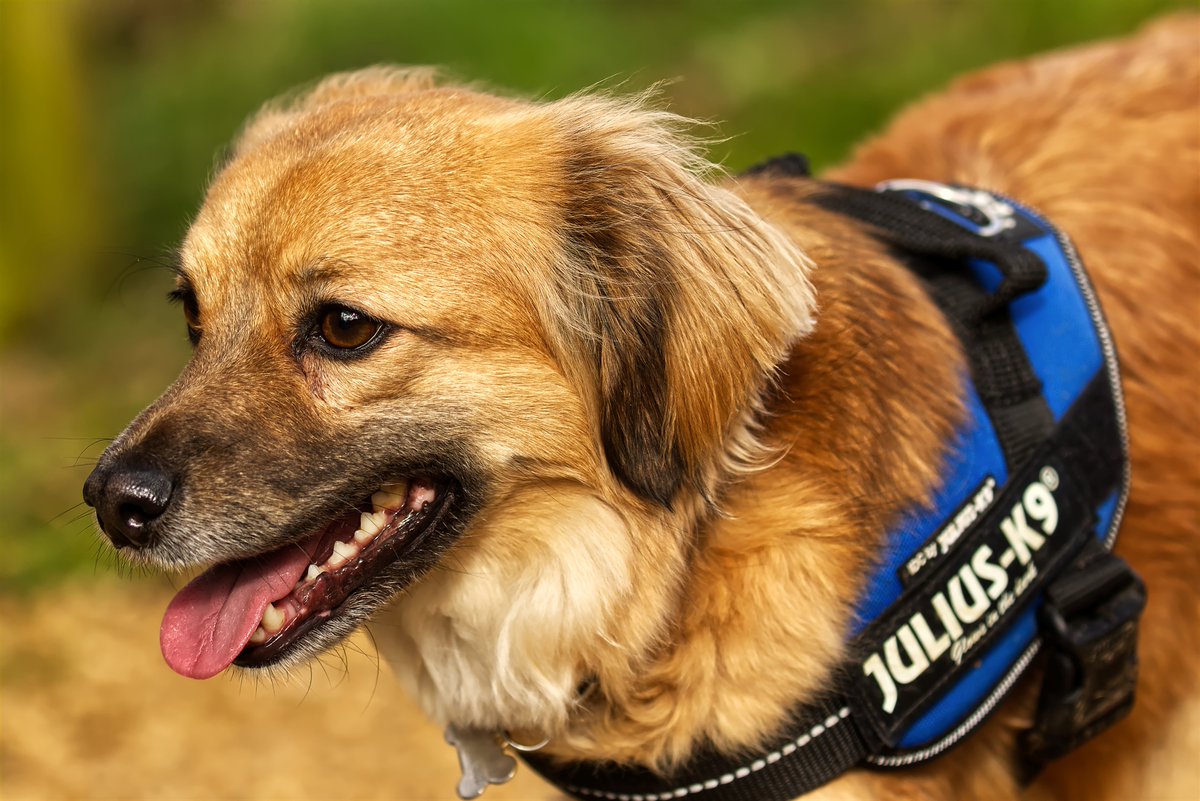 abuzzandaflutter.co.uk tweet media