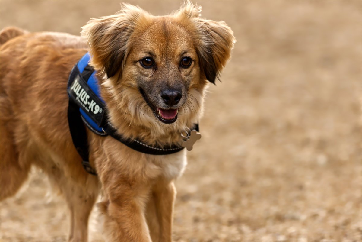 abuzzandaflutter.co.uk tweet media