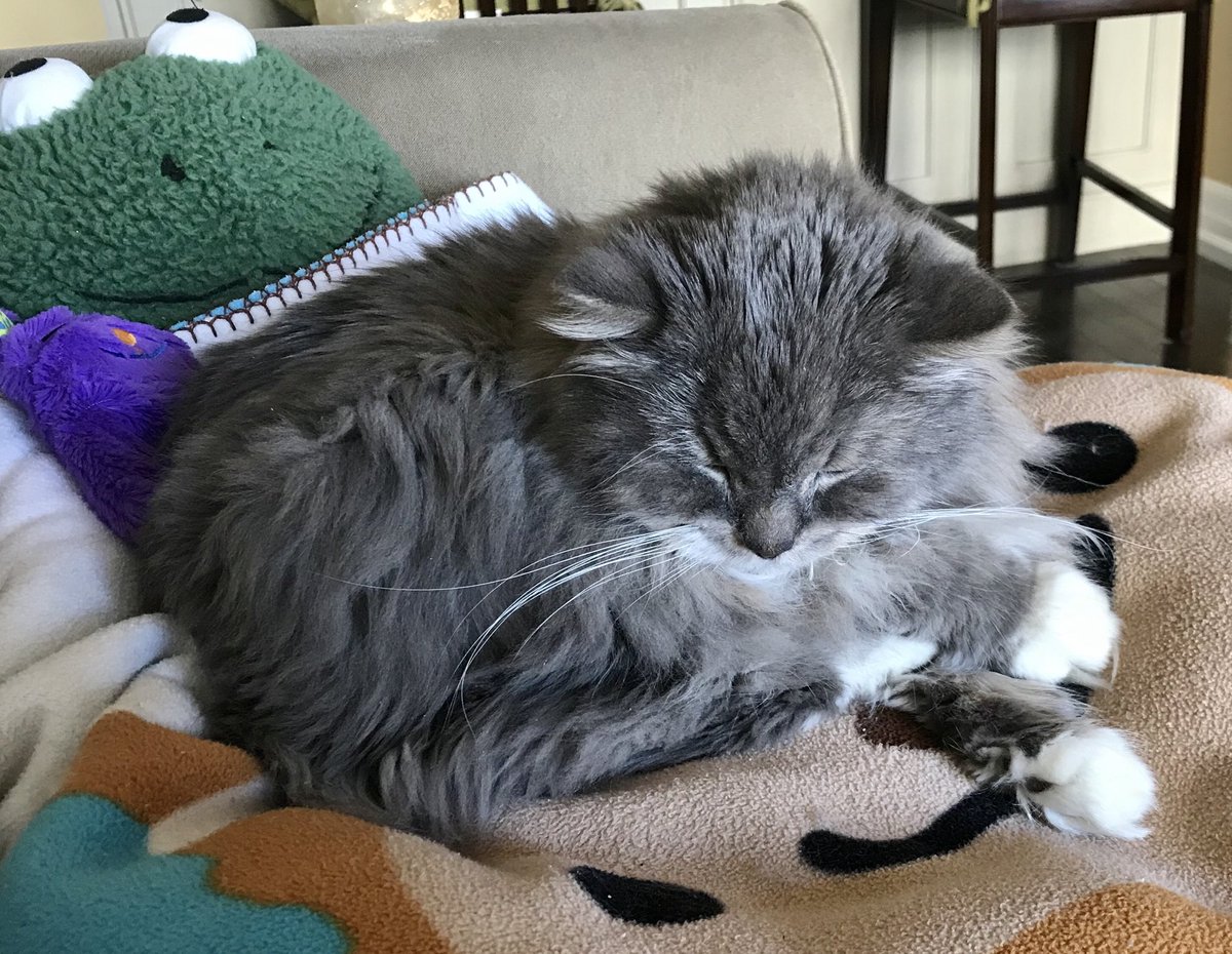 My baby Max...adorable..