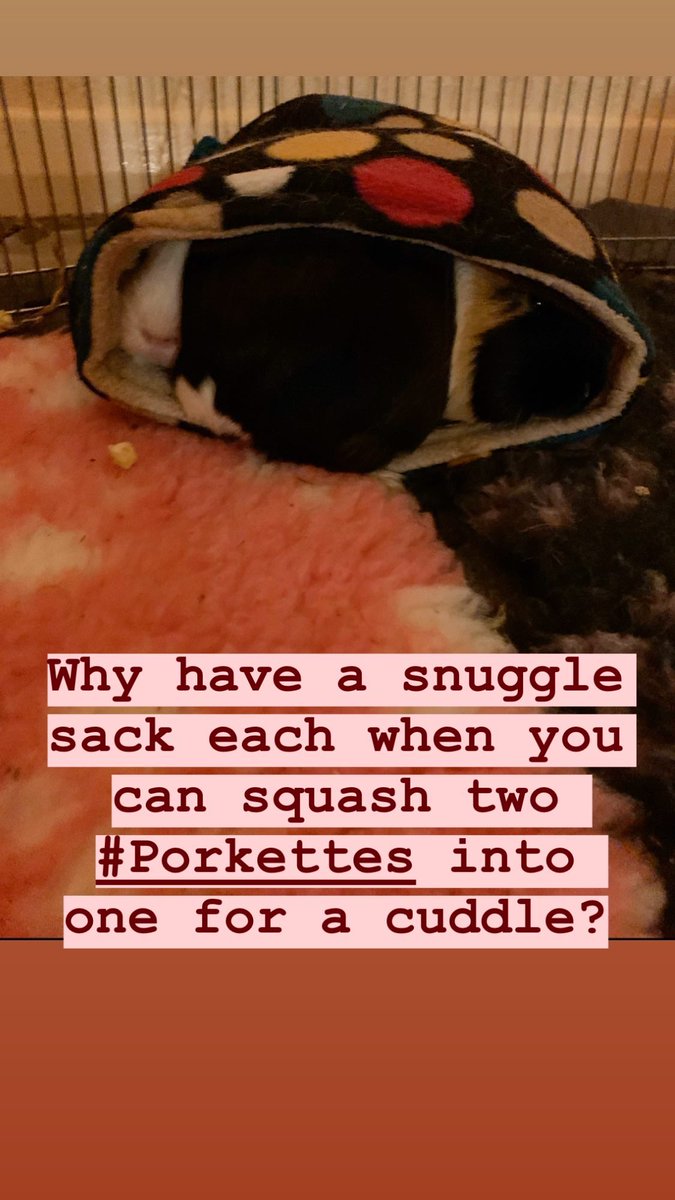 sometimeredhead's tweet photo. #Porkettes #snuggle #guineapigs #cavies #snugglesack #squash #squashedpiggies #PorketteSquashies https://t.co/OrOqeI4FRz