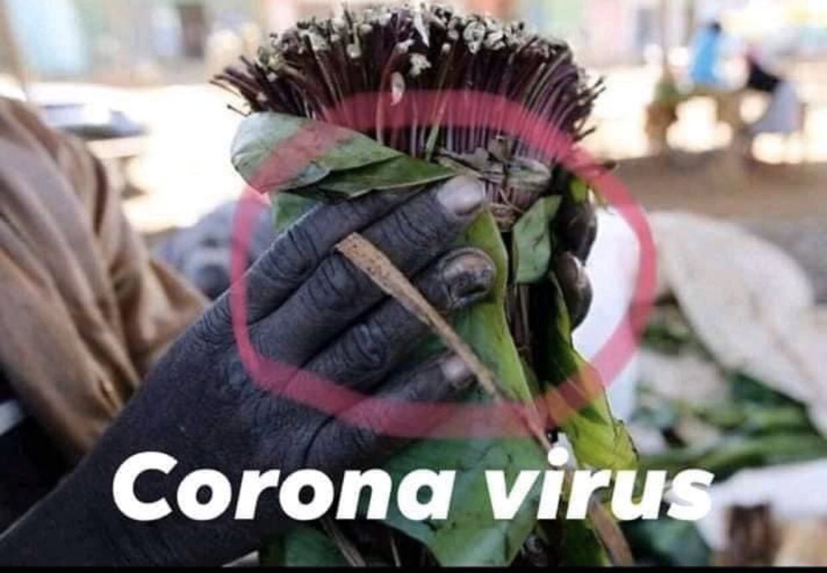 Abukarawale's tweet photo. It’s official 3 Khat farm workers in Meru Kenya have been made self isolated due to suspicion of being afflicted with the COVID-19 virus.According to the head of Miraa farmers association @NYAMITAKENYA , We call Somali government to protect the public and ban #Khat https://t.co/Dz0xO4rqYo
