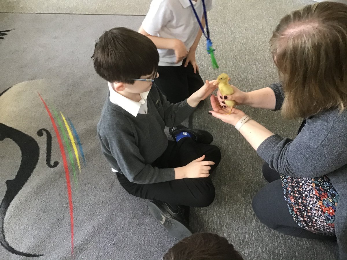 Windmill have been involved in a school’s hatching programme this Spring. We saw the eggs before they hatched and then had a cuddle of the ducklings when they were born. Some of us were confused as to where the Mummy was but we discussed the role of the electrical incubator.