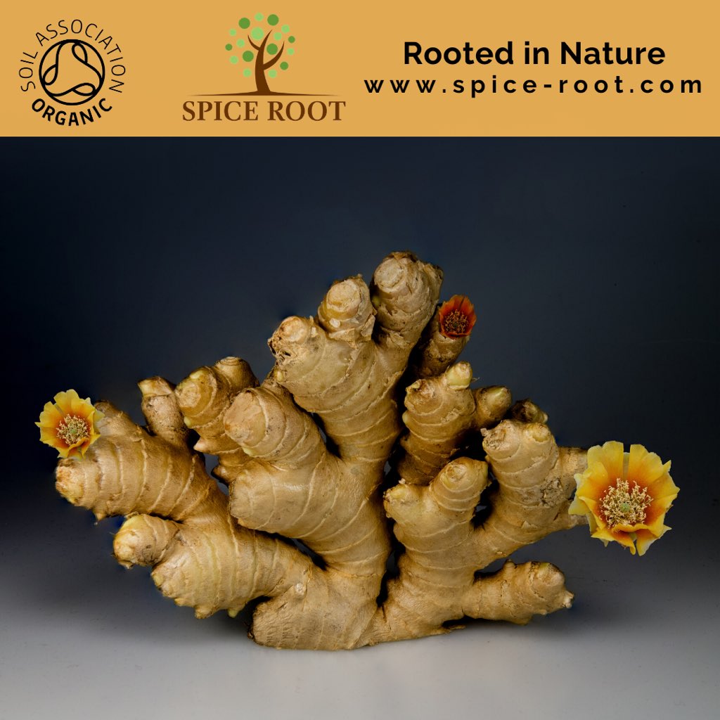 the_spice_root's tweet photo. The humble zinger ✨GINGER✨. Anti inflammatory + antioxidant rich, the root helps in restoring the digestive system. Spice root organic ginger powder- sustainably sourced from India.  #organic #ginger #Immunity #plantbased #rootchakra https://t.co/w2oVKN0Bxm