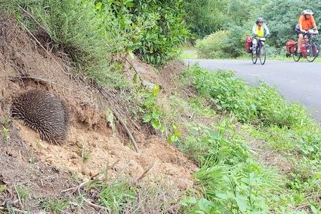 MelbourneBikeTC's tweet photo. An echidna on our Boolara-Balook camping weekend. We do all kinds of rides, join MBTC for only $25 at https://t.co/juHB3T6WCk https://t.co/Ly4949m6sv