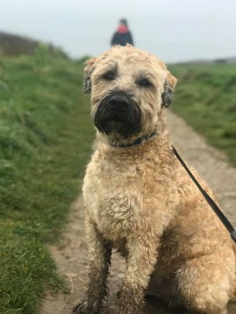 millypod1's tweet photo. πBERTIE #Lost #ScanMe Wheaten Terrier Male
#HydonsBall nr #Godalming #Surrey #GU8 https://t.co/Oj6AB7BhbU https://t.co/S1mw22bT13