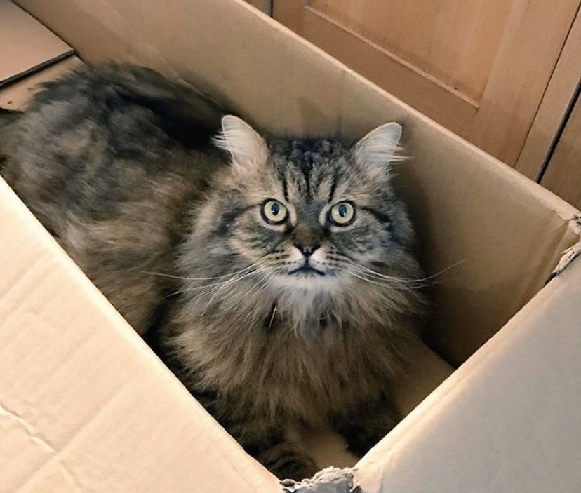 leosdiaries1's tweet photo. Wash yourself frequently and practice social distancing. Welcome to our world. Sincerely, cats everywhere. #covid19 #catboxsunday #catsoftwitter https://t.co/ts8hCp0LXw