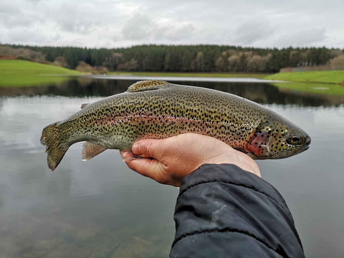 ILukeThomas's tweet photo. Panic Fishing #ynysfro #trouting https://t.co/RArVcgSDEW