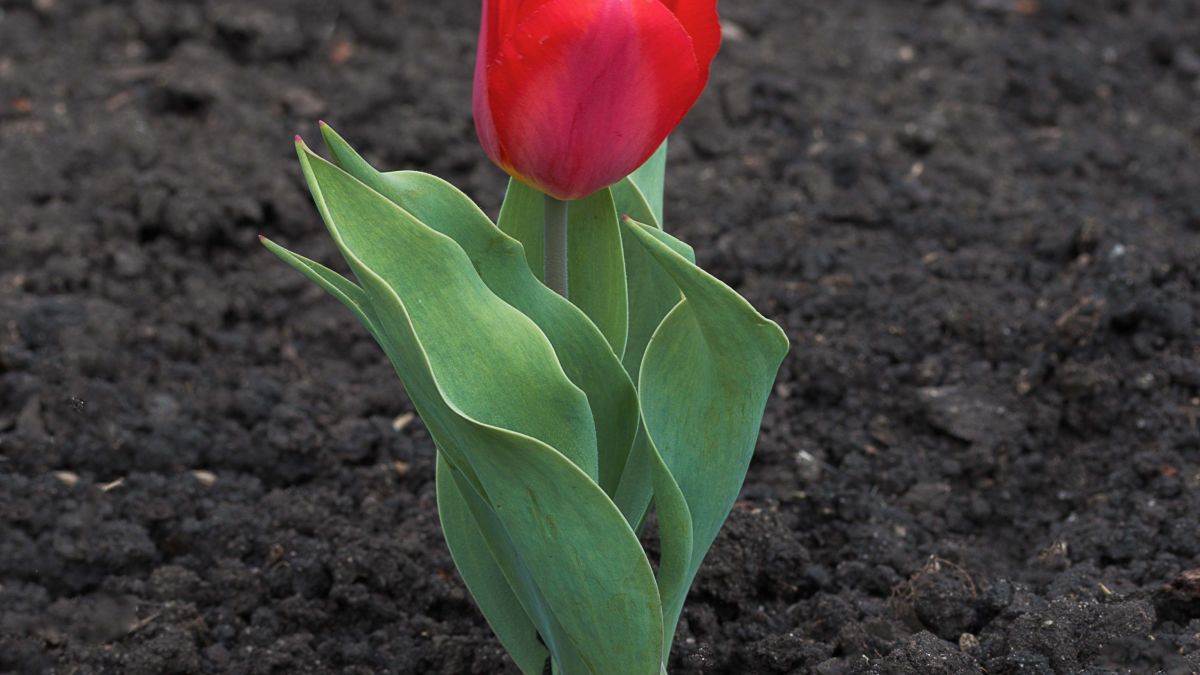 TheOnion's tweet photo. Tulip Popping Up In Middle Of March Must Think It Some Kind Of Hotshot https://t.co/isTJj7Zh5V https://t.co/DQeA3PqPVB