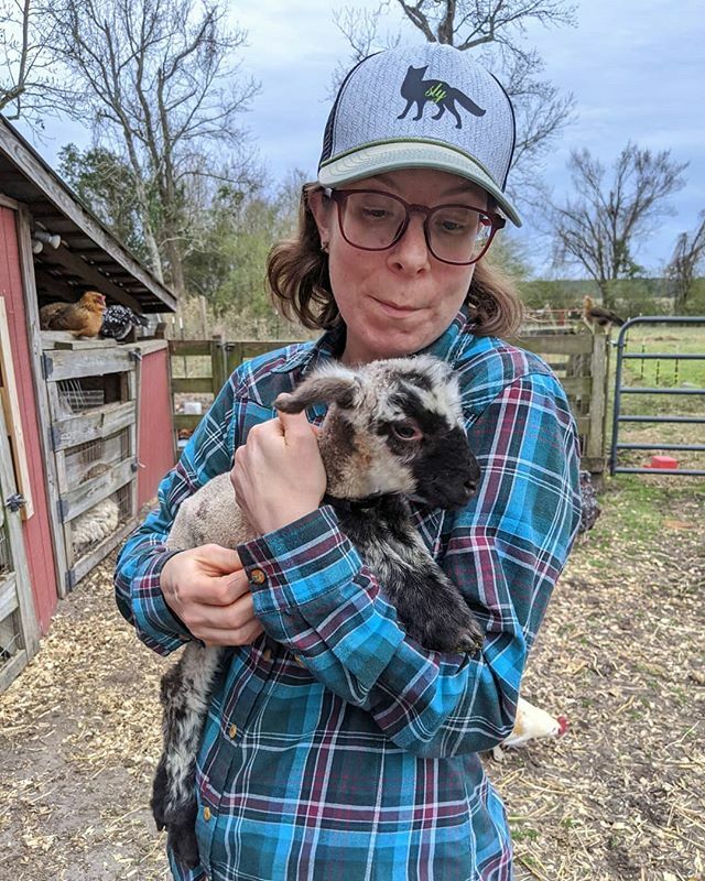 Day 73: Our Airbnb has baby sheep!! #365photoproject ift.tt/39UT2Ff