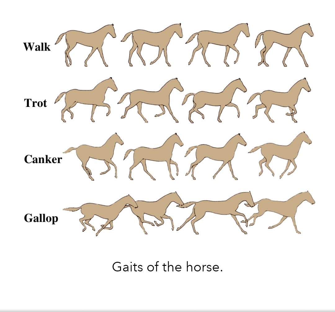 horse gaits diagram