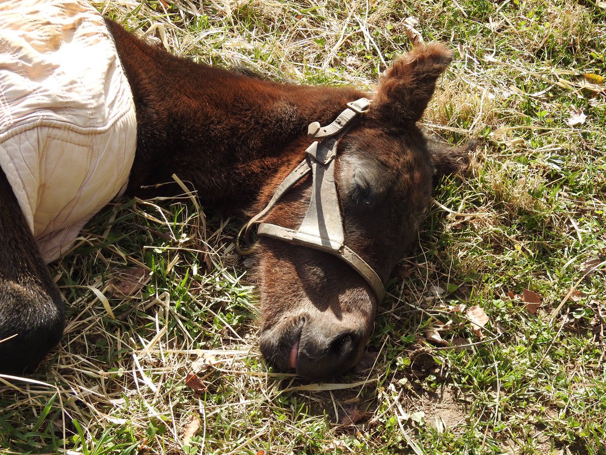 Chris Brown tweet media