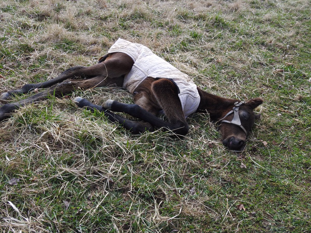 Chris Brown tweet media