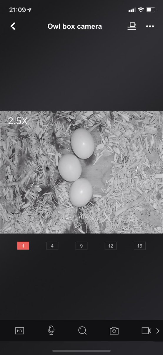 Tawny Cam, maybe another 🥚tonight🤞🏻. Follow their progress on my  YouTube channel & maybe subscribe to receive updates, link in my BIO @BBCEarth #wildlife #wildlifephotography #owls #tawnyowls @BarnOwlTrust @Hawkandowluk @BarnOwlCentre @exmoorowls @CBWPS1 @cwlbirds #raptors