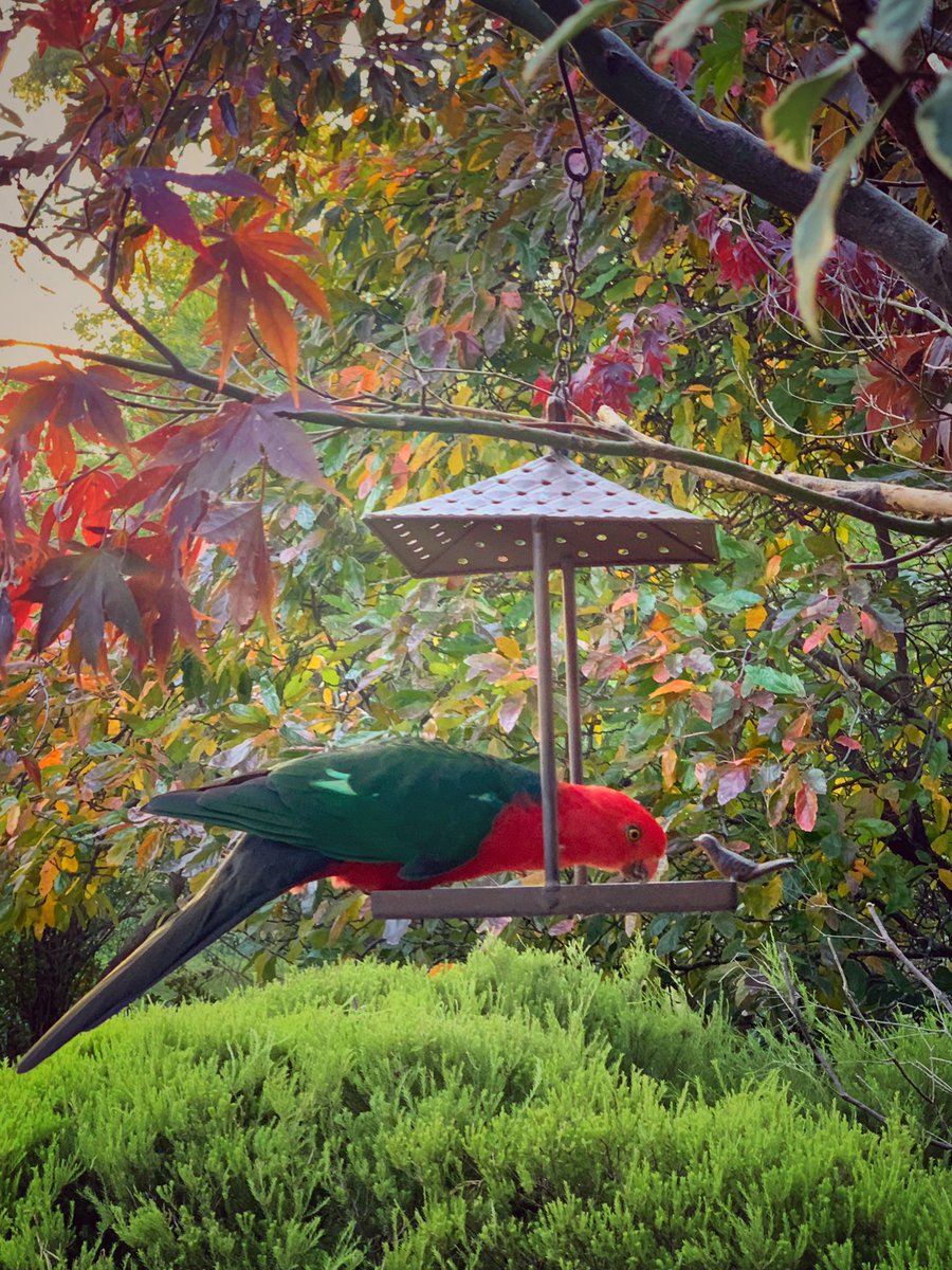 The change of season is beginning 🍁#kingparrot #mygarden #mtmacedon #victoria <a href="/StormHour/">#StormHour</a> #stormhour #POTW
