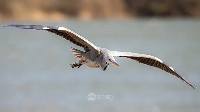 Bengybenjamin's tweet photo. Heron in flight over a lake. Its amazing to see these up close. They are so distinctive in the air because of there long necks.⁠
⁠
#Heron #lake #birdphotography #birdstagram #riverside #autumn #fish #rspb #igbirds #ukcountryside #countrylife #country… https://t.co/AziNiIv4Bn https://t.co/yqq2guqkID